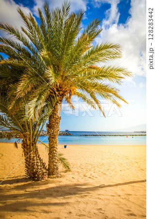 palms of las Teresitas beach, Tenerife, Spain 128283442