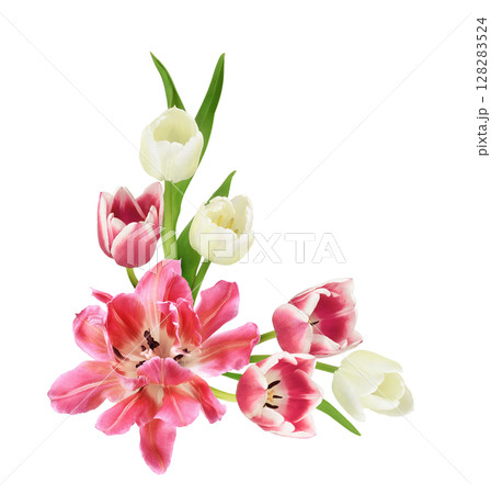 Pink and white tulip flowers in a corner floral arrangement isolated on white 128283524