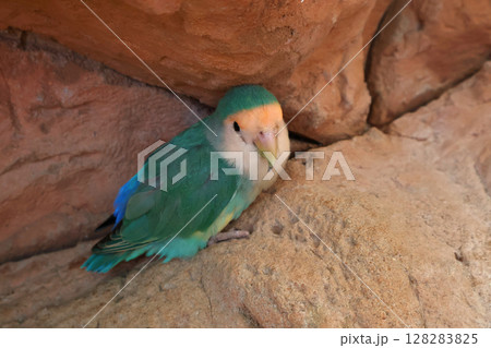 Vibrant Green Parrot Perched on Sandstone Rock With Calm and Cheerful Presence 128283825