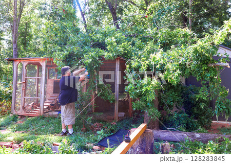 After strong hurricane worker is carefully cutting tree branches that are overhanging chicken coop in residential backyard. 128283845