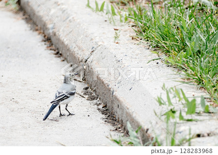 a wagtail bird walks on the asphalt in a park in summer a wagtail bird walks on the asphalt in a park in summer 128283968