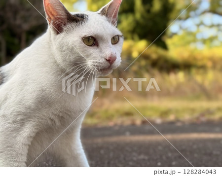 雄の白キジ猫 雄の白キジ猫 128284043