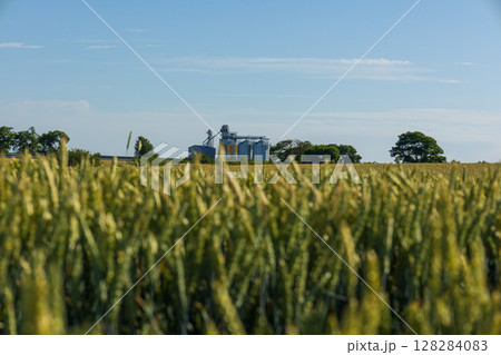 Grain silos stand prominently amidst golden grain fields with lush trees in the background against a bright blue sky 128284083