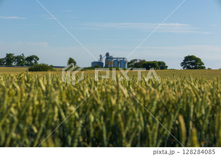Silos stand tall against a backdrop of lush green trees and expansive golden grain fields beneath a bright sky 128284085