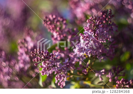 A branch of purple lilac in spring 128284168