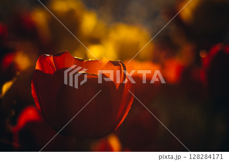 A scarlet tulip from a large angle at sunset 128284171