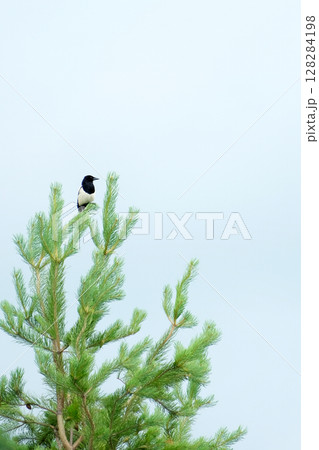 A large forest magpie sits on a tall spruce tree in the forest and looks away 128284198