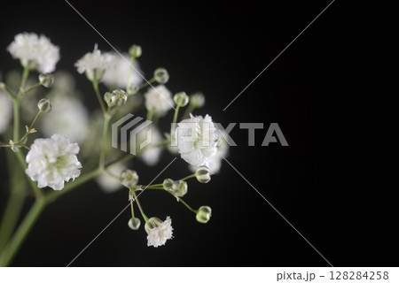 カスミソウ カスミソウ 128284258