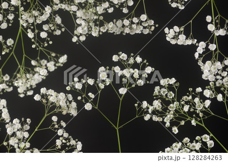 カスミソウ 128284263