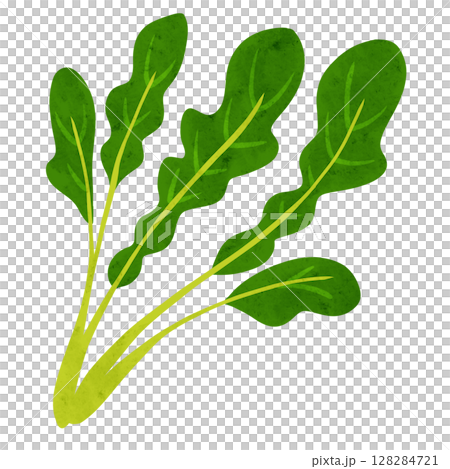 ルッコラの葉　水彩風手描きイラスト 128284721