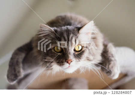 Fluffy Gray Cat with Yellow Eyes ,King of Heights The Watchful Gaze 128284807