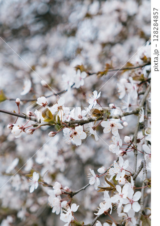 tree with white cherry or cherry blossoms. flowers are in full bloom. 128284857