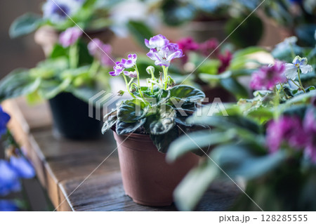 Violets pansies in botanical shop, diverse plant species for purchase. Flower market stock sale 128285555