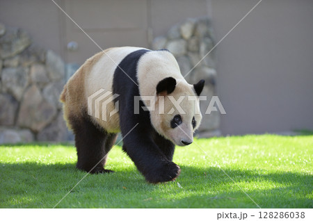 お散歩中の幸浜 128286038