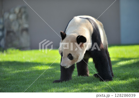 お散歩中の幸浜 128286039