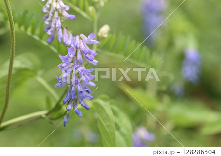 クサフジ クサフジ 128286304