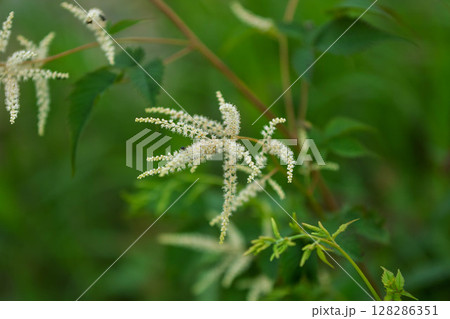 ヤマブキショウマ 128286351