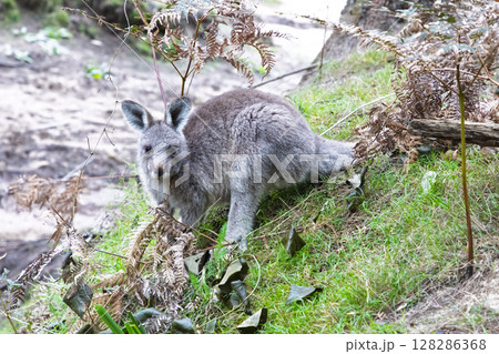 A small Wallaby sitting on a grassy slope in the Wollemi National Park 128286368