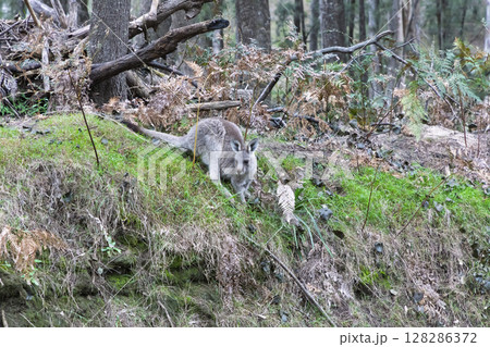 A small Wallaby sitting on a grassy slope in the Wollemi National Park 128286372