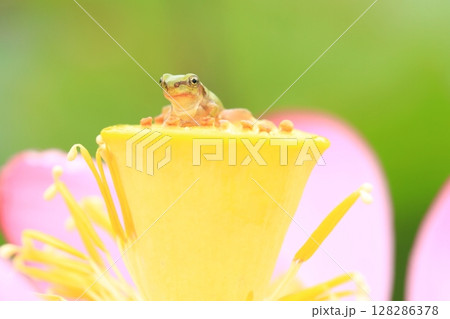 アマガエルと蓮7179 128286378