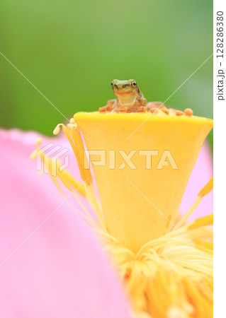 アマガエルと蓮7195 128286380