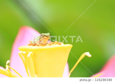 アマガエルと蓮7261 128286386