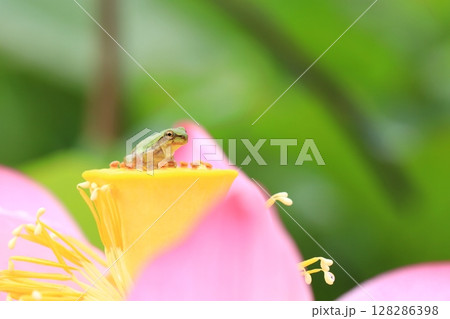 アマガエルと蓮7329 アマガエルと蓮7329 128286398