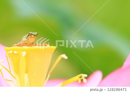 アマガエルと蓮7309 128286471