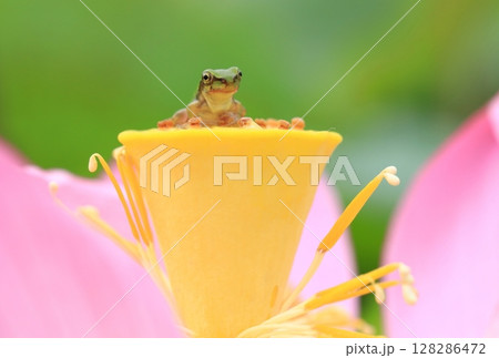 アマガエルと蓮7247 128286472