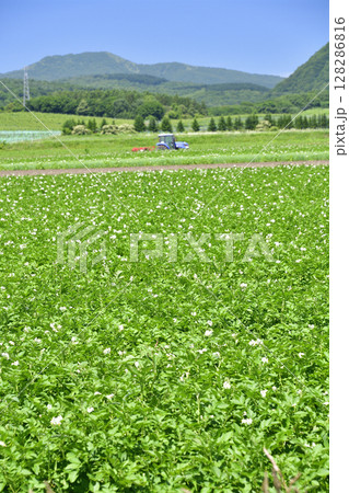 夏の北海道函館市で花の咲いたジャガイモ畑の風景を撮影 128286816