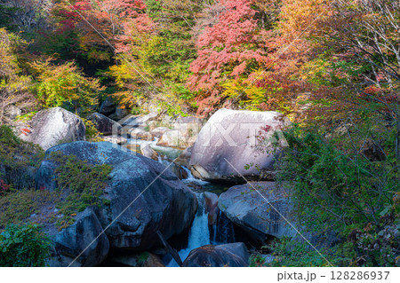【紅葉素材】秋の絶景・昇仙峡のシンボル覚円峰の紅葉【山梨県】 【紅葉素材】秋の絶景・昇仙峡のシンボル覚円峰の紅葉【山梨県】 128286937