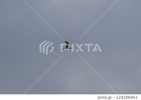 空飛ぶ鳥 128286941