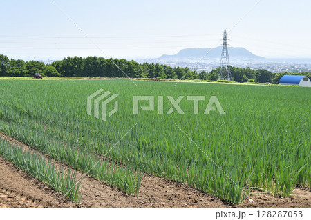 夏の北海道函館市で長ネギ畑の風景を撮影 128287053