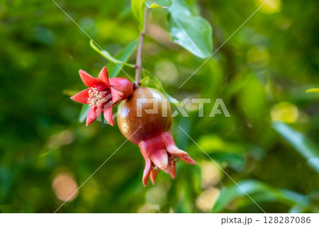 Ripe pomegranate fruit on a branch with green leaves Ripe pomegranate fruit on a branch with green leaves 128287086