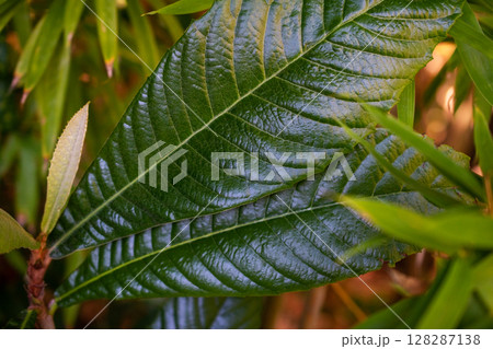 Close up of green leaves on a tree in the garden. Natural background. Close up of green leaves on a tree in the garden. Natural background. 128287138