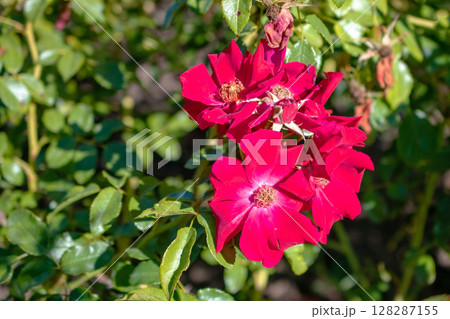 Beautiful red rose flowers in the garden on a sunny summer day Beautiful red rose flowers in the garden on a sunny summer day 128287155