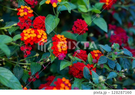 Lantana camara is a genus of flowering plants in the verbena family. Lantana camara is a genus of flowering plants in the verbena family. 128287160