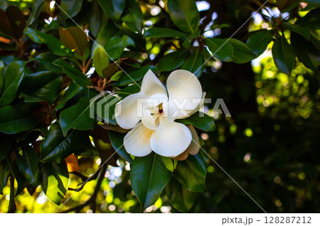 Magnolia grandiflora - Magnolia grandiflora 128287212