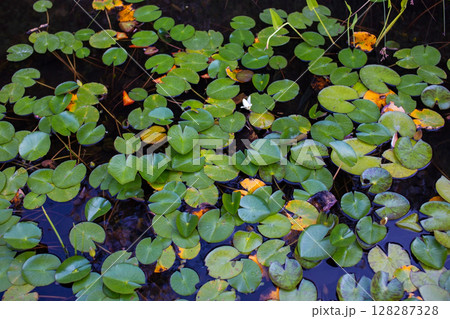 Water lilies in a pond in the fall, close-up 128287328