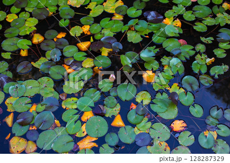 Water lily leaves in the pond at summer day, Thailand. 128287329