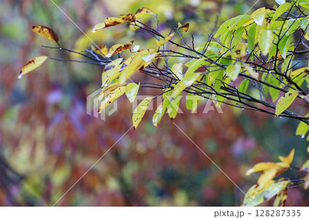 晩秋の森景色 128287335