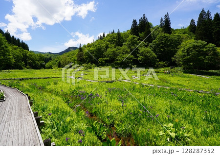 たきがしら湿原の風景（新潟県阿賀町たきがしら湿原） 128287352