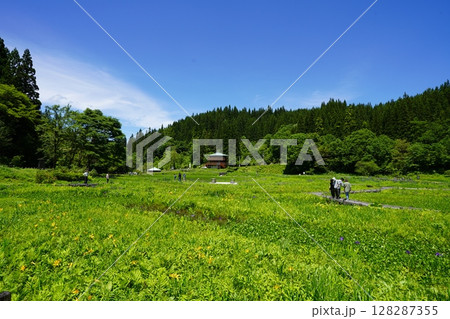 たきがしら湿原の風景(新潟県阿賀町たきがしら湿原) たきがしら湿原の風景(新潟県阿賀町たきがしら湿原) 128287355