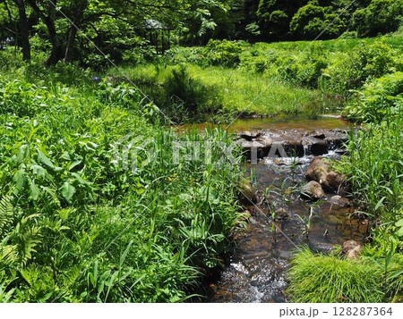 たきがしら湿原の風景(新潟県阿賀町たきがしら湿原) たきがしら湿原の風景(新潟県阿賀町たきがしら湿原) 128287364