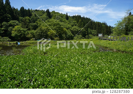 たきがしら湿原の風景(新潟県阿賀町たきがしら湿原) たきがしら湿原の風景(新潟県阿賀町たきがしら湿原) 128287380