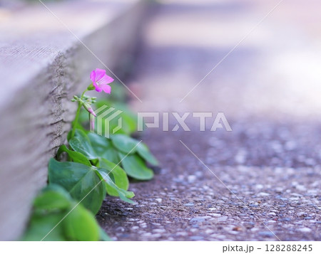 道の片隅に咲く小さな草花 128288245