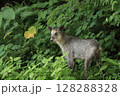 森に佇むニホンカモシカ 128288328