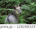 森に佇むニホンカモシカ 128288329