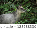 森に佇むニホンカモシカ 128288330