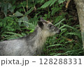 森に佇むニホンカモシカ 128288331